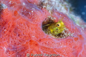 Secretary blenny in sponge.  Nikon 105 mm and SubSea 5X. by Patrick Reardon 